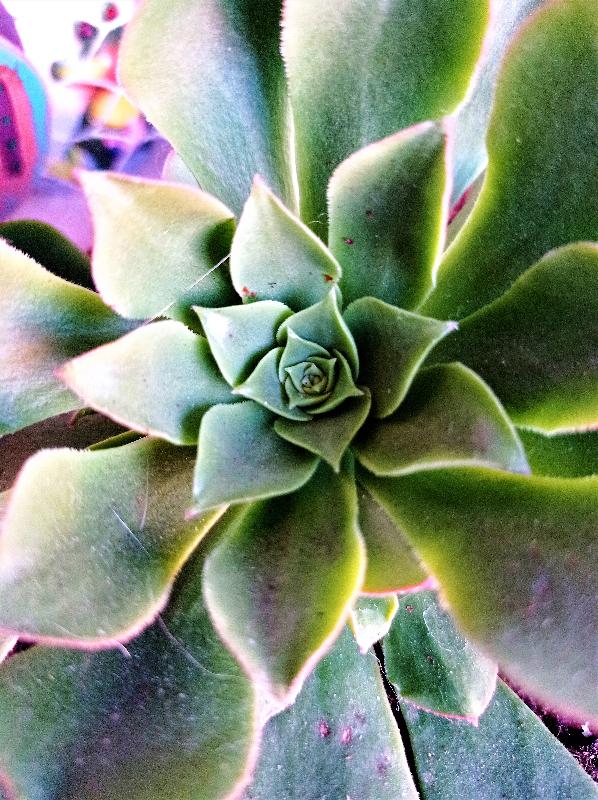 Echeveria.jpg